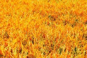 広報部 前田blog 『写真加工アプリ始めました』