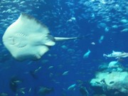 大谷ブログ 「水族館」