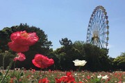 広報部：鈴木ブログ　『国営ひたち海浜公園』