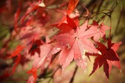 広報部：鈴木ブログ　『紅葉』