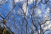 広報部：鈴木ブログ　『梅の開花と展示情報！』