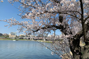 今日の大谷ブログ 第二講 『桜』