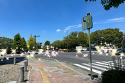 今日は千波湖の花火大会です★