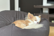 ぐっすりすやすや~zzz