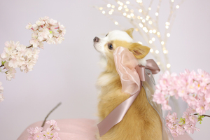 プロによる桜と愛犬の撮影♪