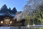 吉田神社の枝垂れ桜がきれいでした♪