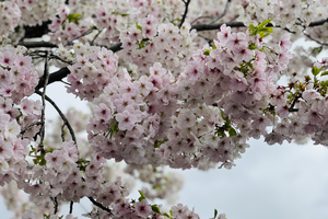 千波湖畔の桜ライトアップ中！！