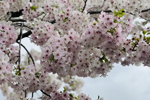 千波湖畔の桜ライトアップ中!!