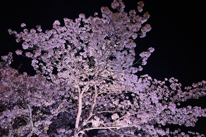 夜桜満喫！