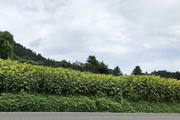 夏といえば・・・ひまわり!
