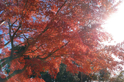 紅葉の時期も終わりですね