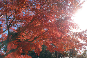 紅葉の時期も終わりですね