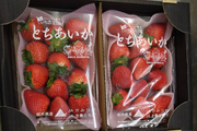 イチゴをいただきました