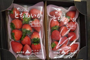 イチゴをいただきました