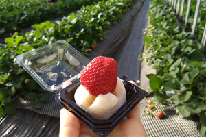 いちご狩り