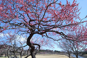 偕楽園公園の白鳥