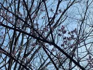 梅