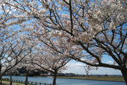 桜道公園の桜