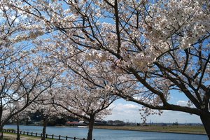 桜道公園の桜
