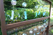 涸沼自然公園のアジサイ