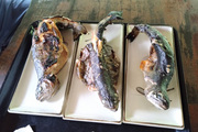 釣り堀で魚釣り