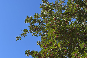 赤い実と青い空