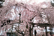 六地蔵寺のしだれ桜