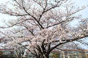 桜も終わりですね