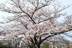 桜も終わりですね