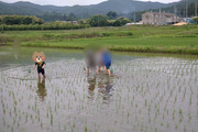 田んぼの生き物観察